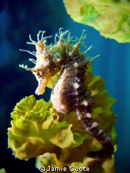 " The King and I "
A Short-Head Seahorse at Tumby Bay je... by Jamie Coote 